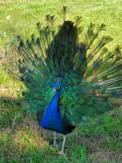 Alexander Deussen Park - Houston, TX