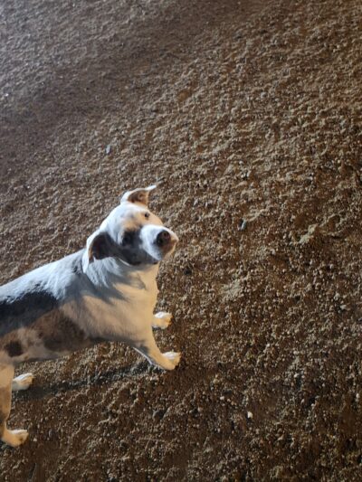 Bark Park - Houston, TX