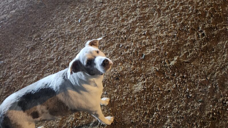 Bark Park - Houston, TX
