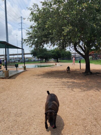 Bark Park - Houston, TX