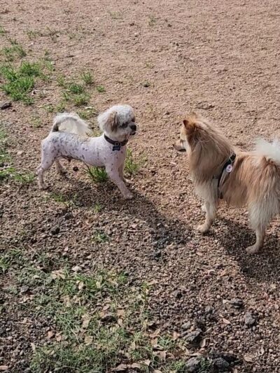 Bark Park - Houston, TX