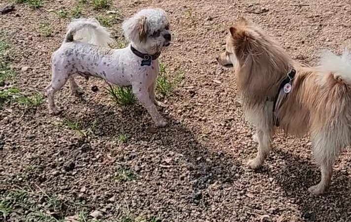 Bark Park - Houston, TX