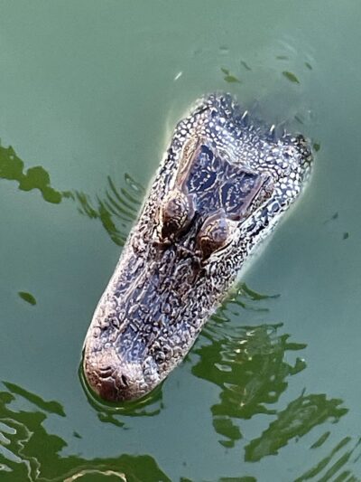 Bay Area Park - Houston, TX