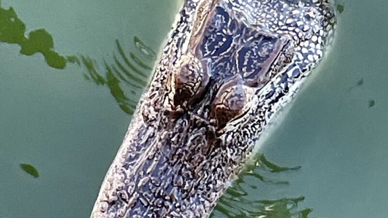 Bay Area Park - Houston, TX