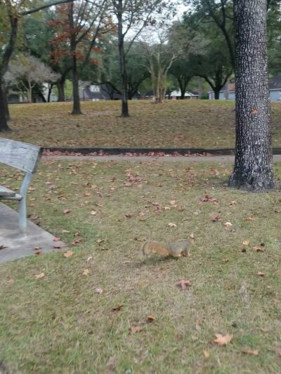 Bendwood Park - Houston, TX