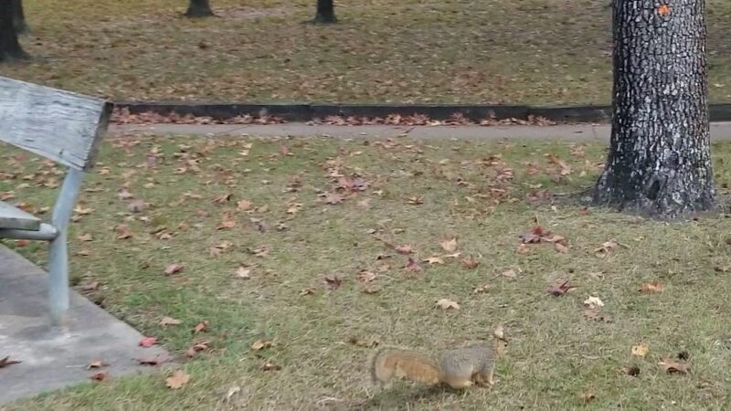 Bendwood Park - Houston, TX