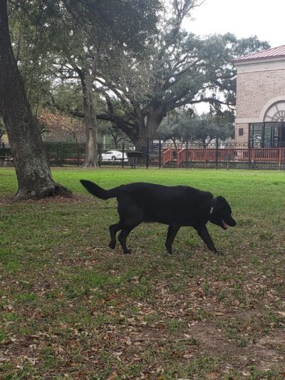 Carolyn H. Wolff Park - Houston, TX