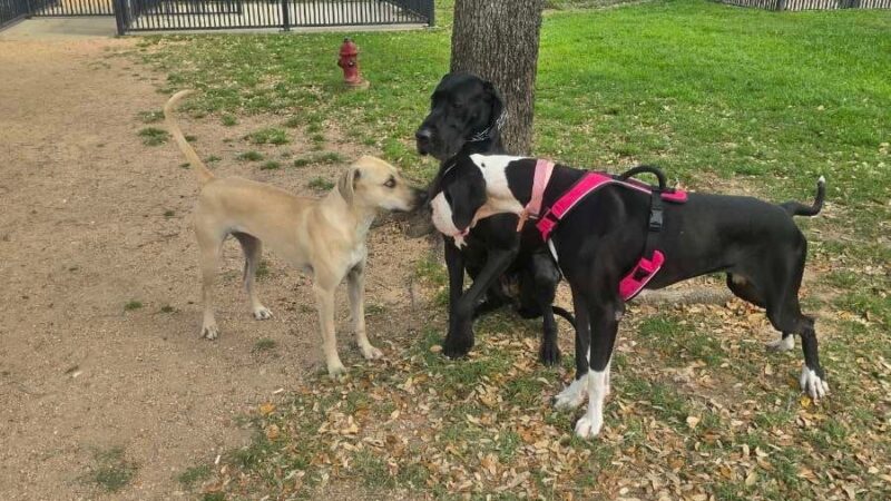 Danny Jackson Family Bark Park - Houston, TX