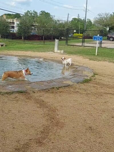 Danny Jackson Family Bark Park - Houston, TX
