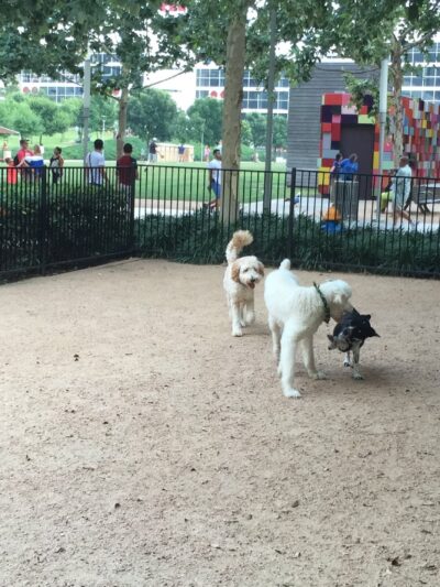 Discovery Green Dog Run - Houston, TX