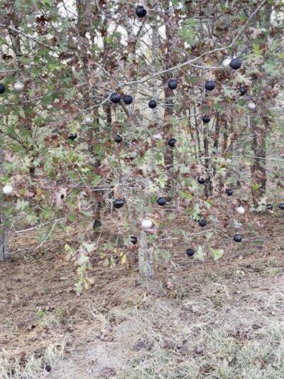 Dixie Farm Road Park - Houston, TX