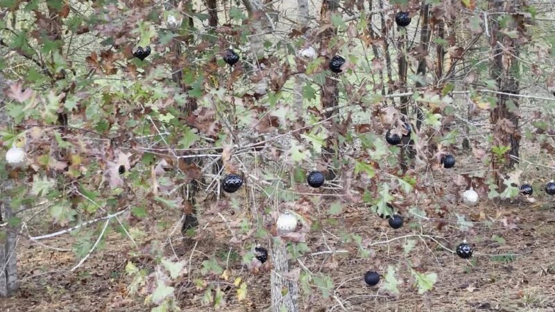 Dixie Farm Road Park - Houston, TX