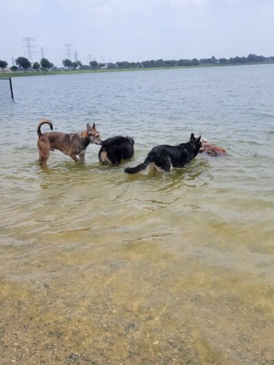 Dog Park Beach - Houston, TX