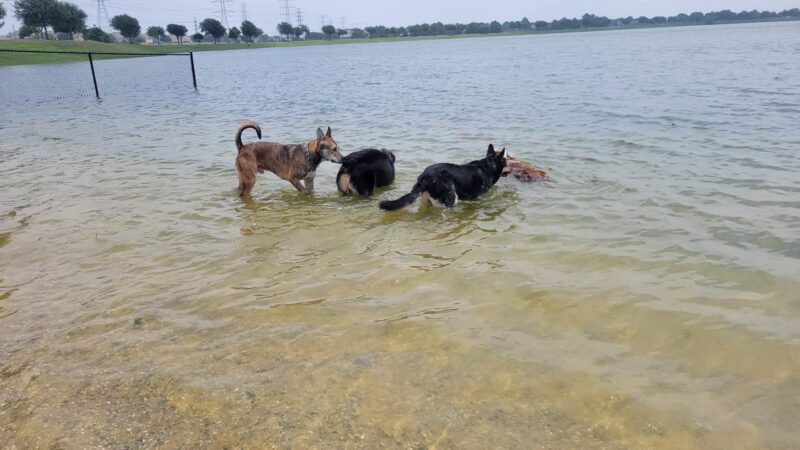 Dog Park Beach - Houston, TX