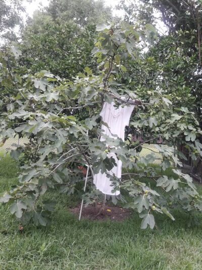 Flushing Meadows Park - Houston, TX