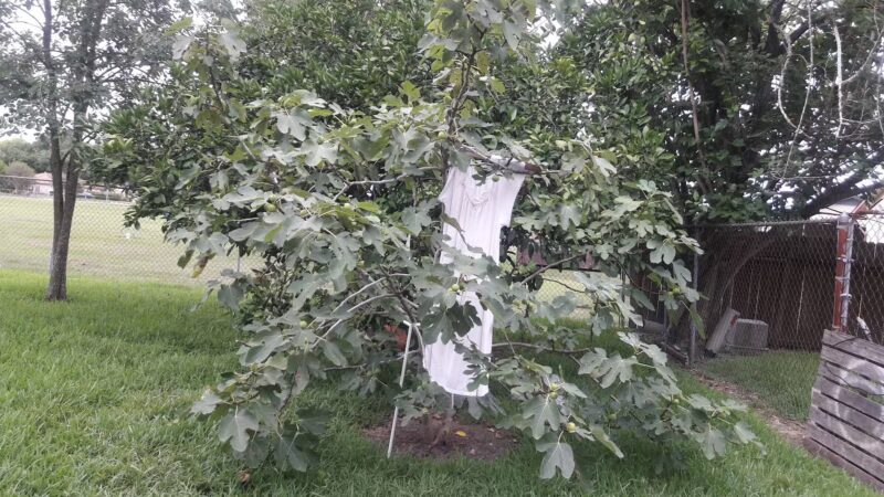 Flushing Meadows Park - Houston, TX