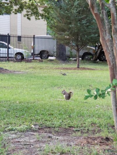 Freed Park - Houston, TX