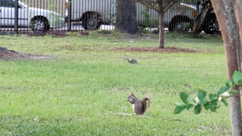 Freed Park - Houston, TX