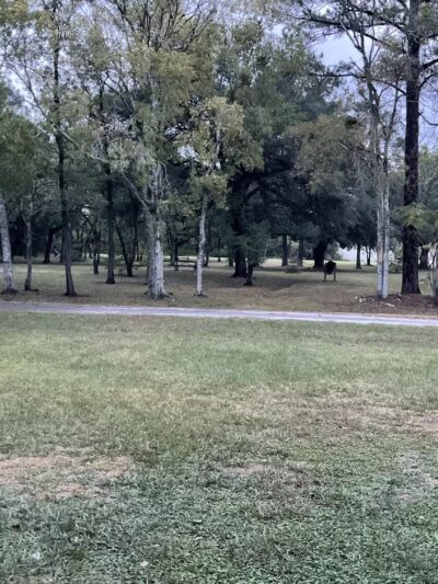 Haviland Park - Houston, TX