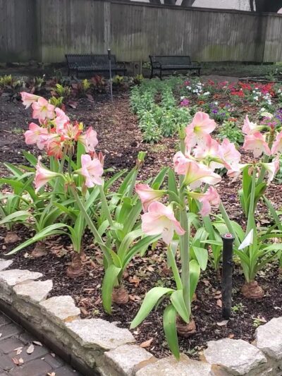 Helen's Park - Houston, TX