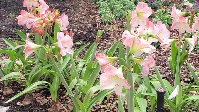 Helen's Park - Houston, TX