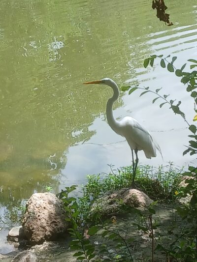 Heron Lake - Houston, TX