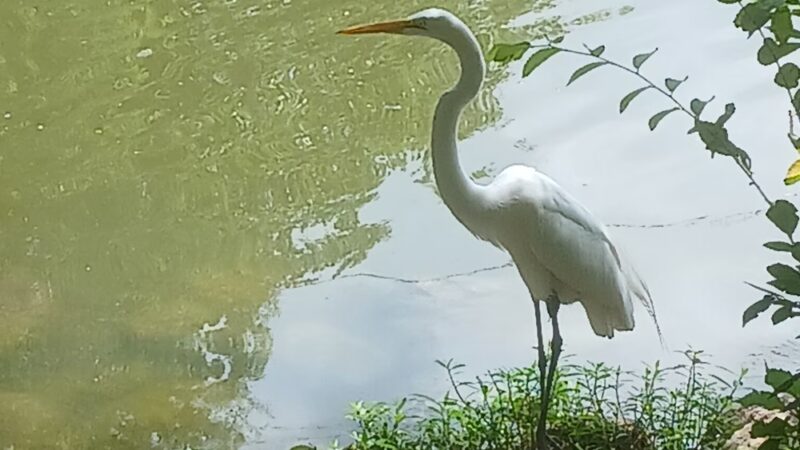 Heron Lake - Houston, TX