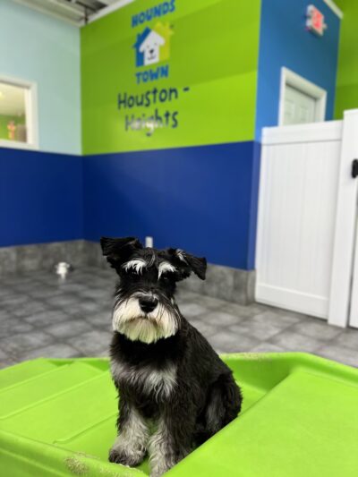 Hounds Town Houston Heights - Houston, TX