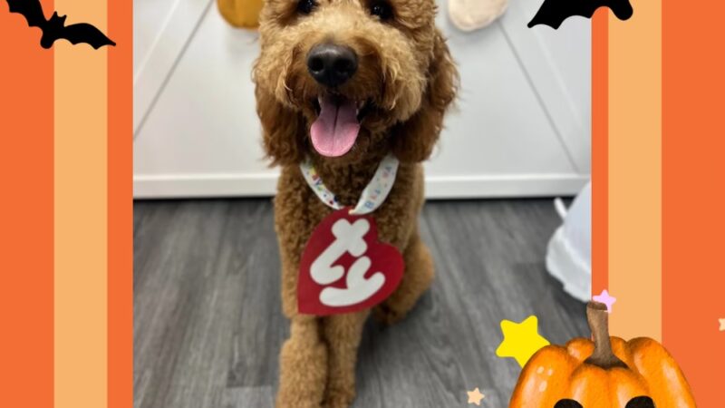 Hounds Town Houston Heights - Houston, TX