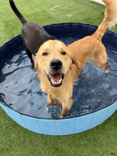 Hounds Town Houston Heights - Houston, TX