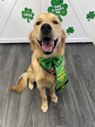 Hounds Town Houston Heights - Houston, TX