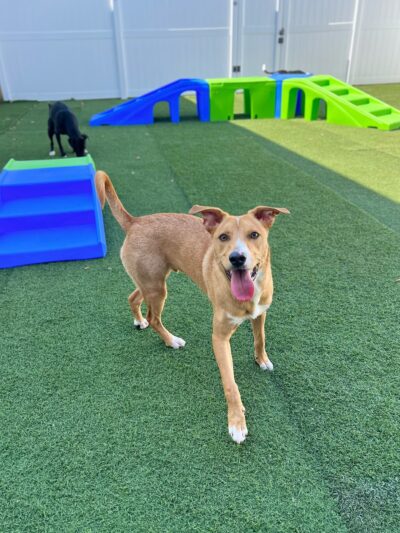 Hounds Town Houston Heights - Houston, TX