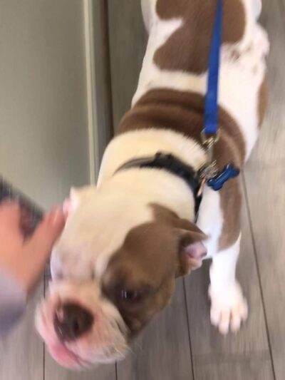Houston Bark Park and Daycare - Houston, TX