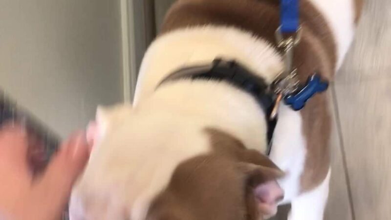 Houston Bark Park and Daycare - Houston, TX