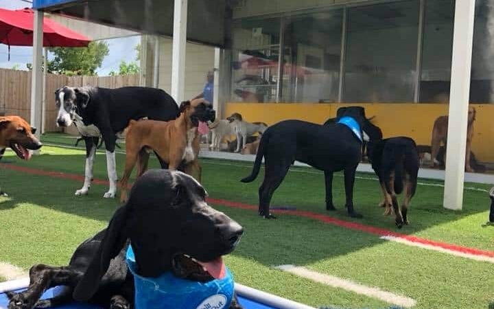 Houston Bark Park and Daycare - Houston, TX
