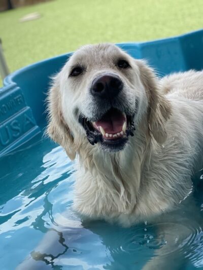 Houston Bark Park and Daycare - Houston, TX