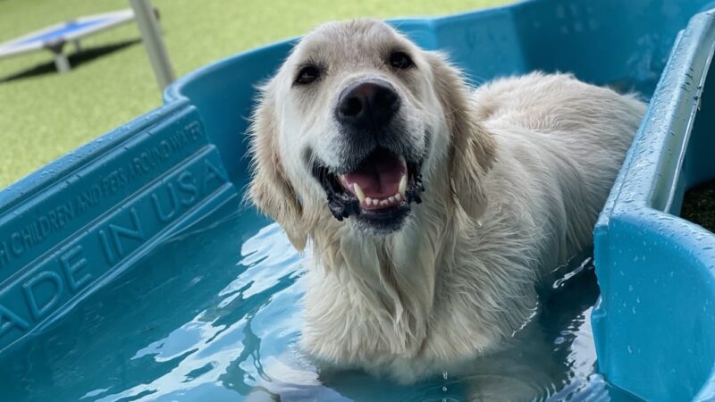 Houston Bark Park and Daycare - Houston, TX