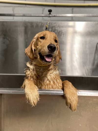 Houston Bark Park and Daycare - Houston, TX