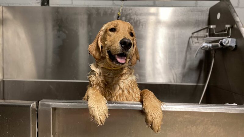 Houston Bark Park and Daycare - Houston, TX