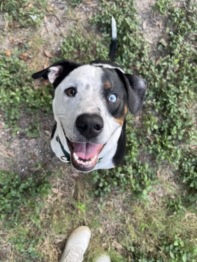 Houston Bark Park and Daycare - Houston, TX