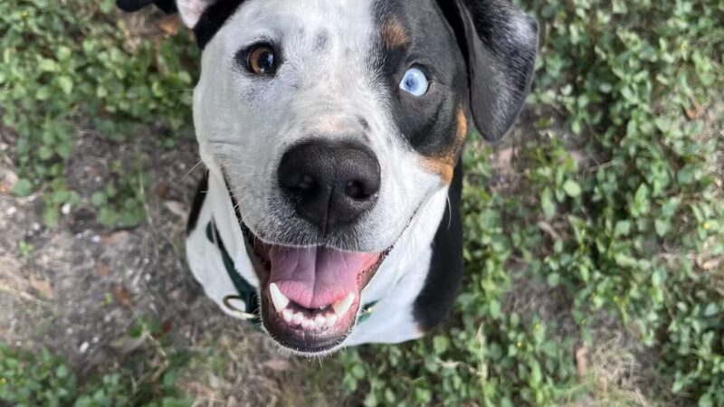 Houston Bark Park and Daycare - Houston, TX