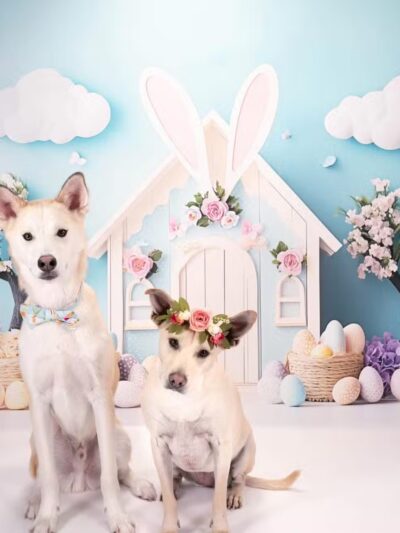 Houston Bark Park and Daycare - Houston, TX