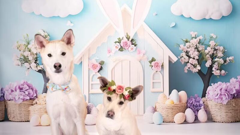 Houston Bark Park and Daycare - Houston, TX