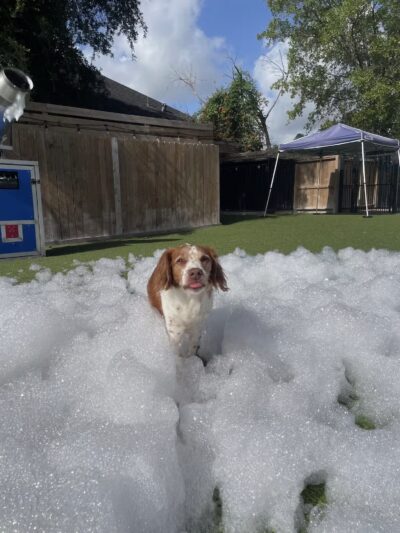 Houston Bark Park and Daycare - Houston, TX