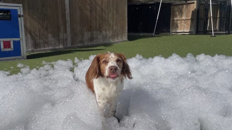 Houston Bark Park and Daycare - Houston, TX