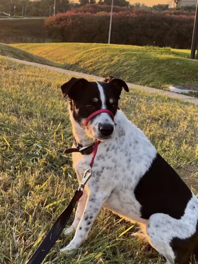 Houston Bark Park and Daycare - Houston, TX