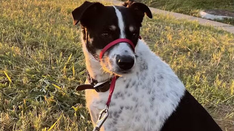 Houston Bark Park and Daycare - Houston, TX