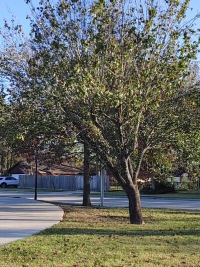 James W. Lee Park - Houston, TX