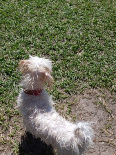 Large Dog Park - Houston, TX