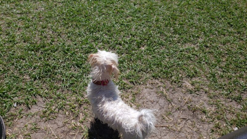 Large Dog Park - Houston, TX